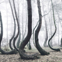Crooked Forest: There is one mysterious forest in Poland which is characterized by very strange hooked pines.