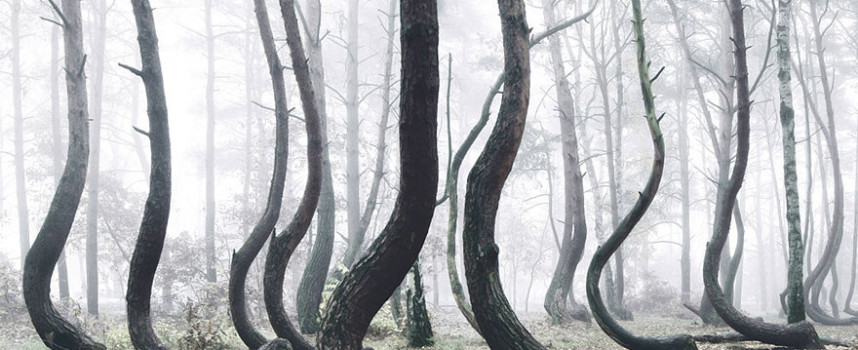 Crooked Forest: There is one mysterious forest in Poland which is characterized by very strange hooked pines.