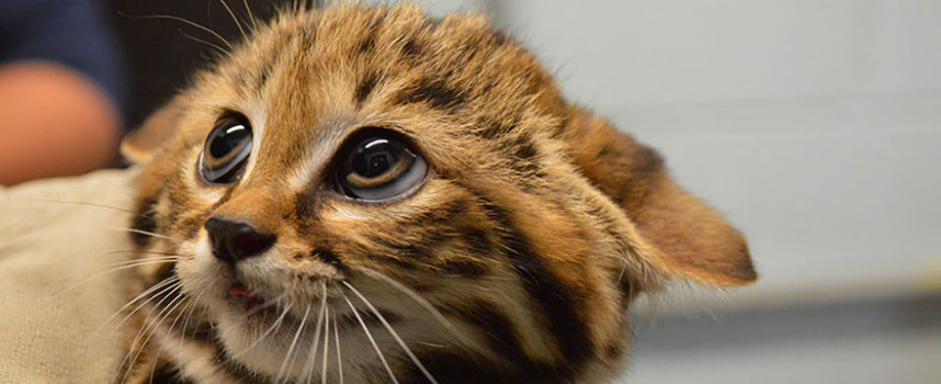 17 Rare Cats That You Might Not Have Heard Of