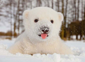 Animals that see snow for the first time. These photos will give you a magical winter mood!