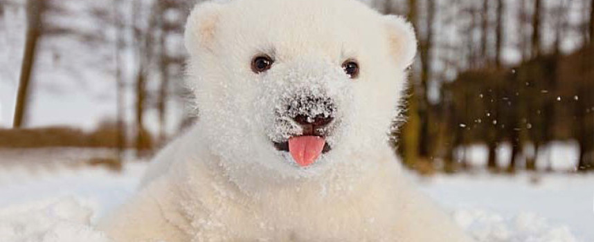Animals that see snow for the first time. These photos will give you a magical winter mood!