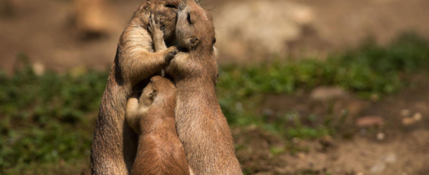 25 Wonderful Parenting Moments in the Animal World That Went Viral